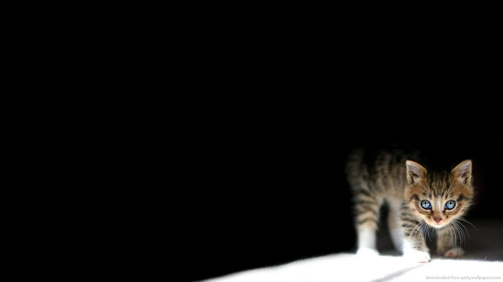Download 1366x768 Kitten In The Dark Wallpapers
