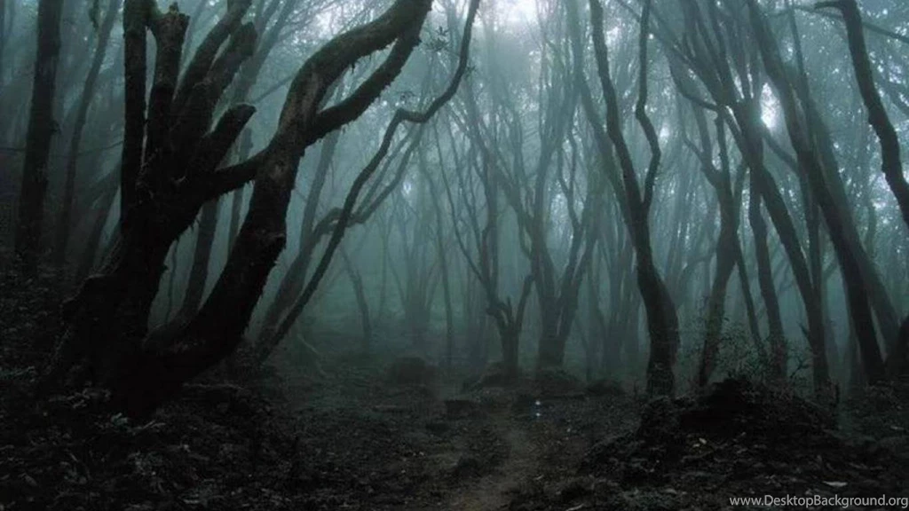 Dark Forest Wallpapers (