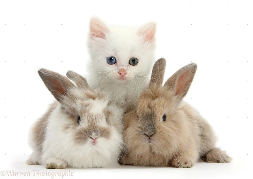 Cute Kittens And Bunnies HD Wallpapers For Desktop Backgrounds ...