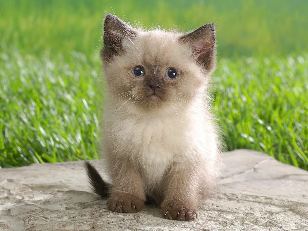 Animals: Himalayan Kitten, Desktop Wallpapers Nr. 39909