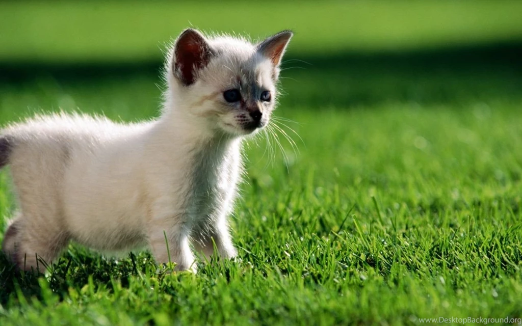 Cats and kittens wallpapers 215.jpg