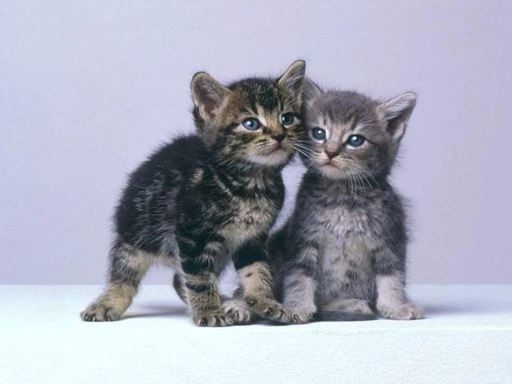 Free Desktop Wallpaper, Kittens