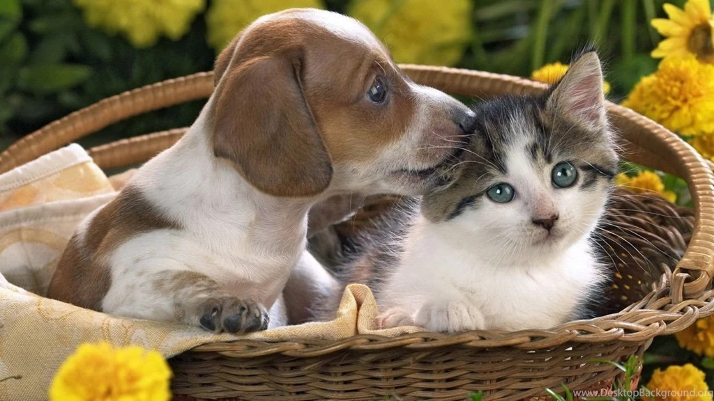 Puppies And Kittens Wallpapers Desktop