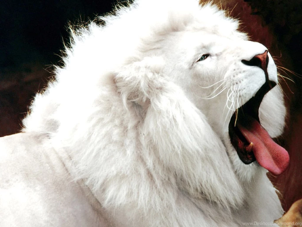 Lion HD Wallpapers