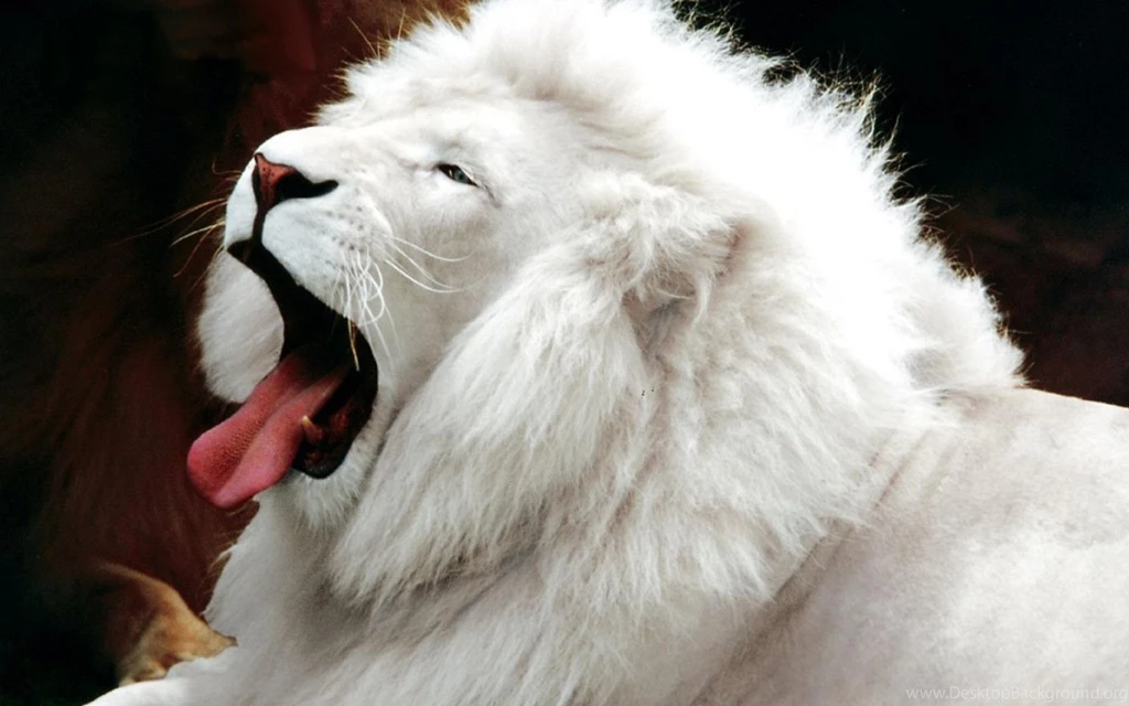White lion wallpaper desktop.jpg
