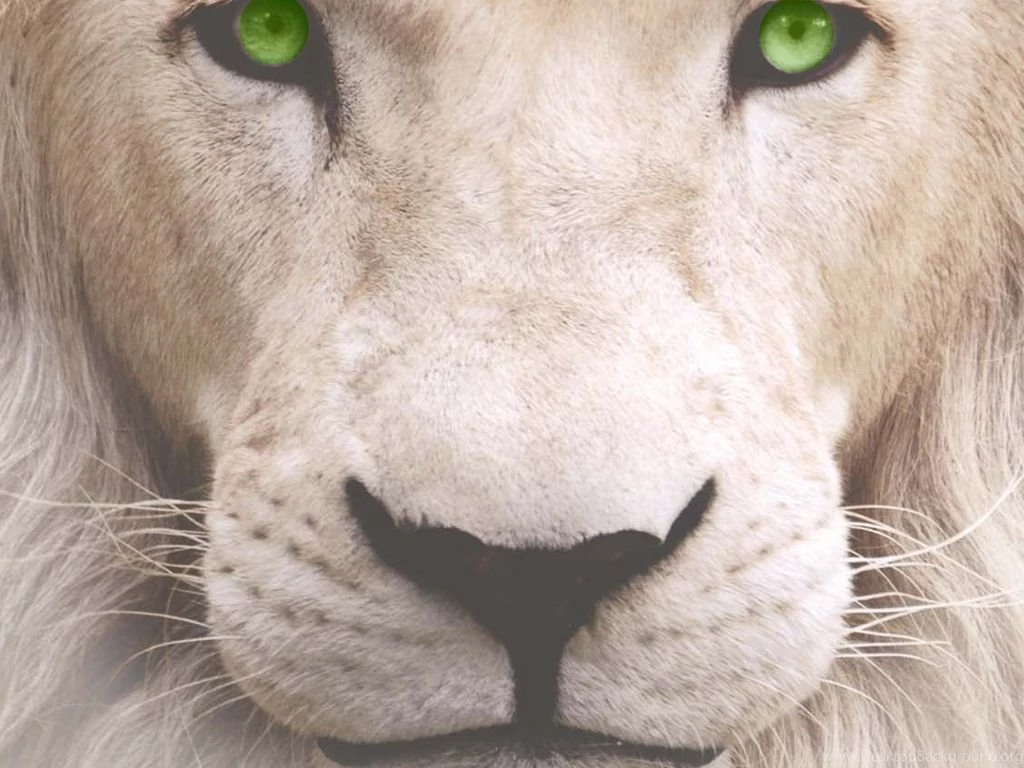 The Origin Of The White Lion