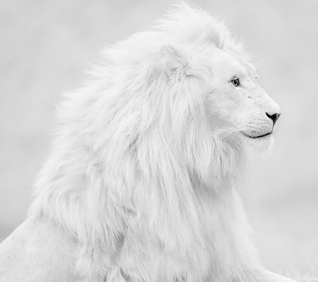 Wonderful White Lion Animal Wallpapers ANIMALS ANIMALS