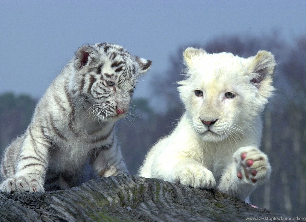 White Lion Wallpapers Desktop