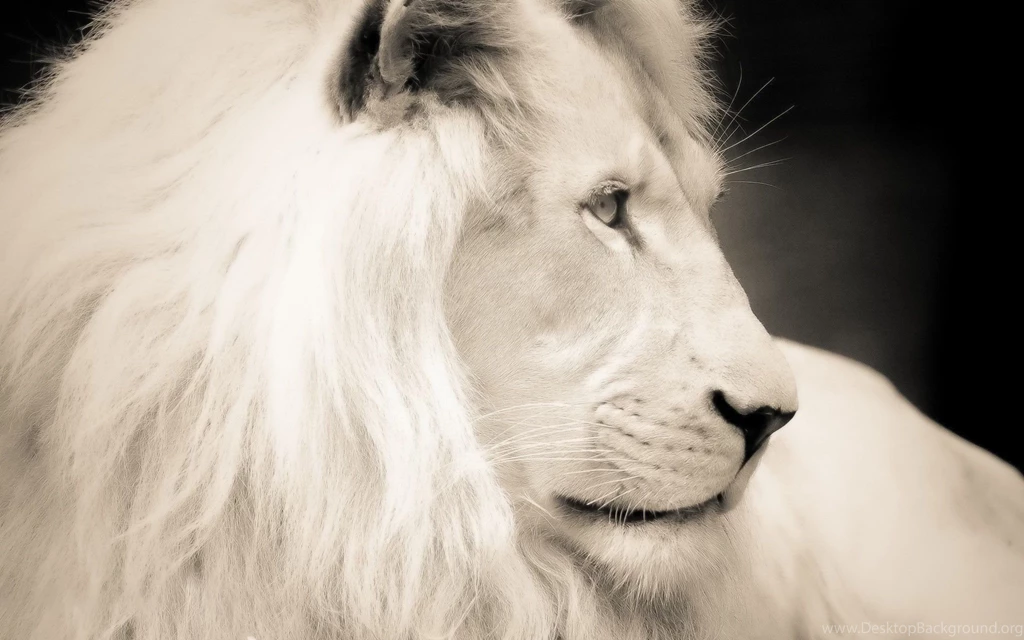Lion On The Grass Wallpapers 26130