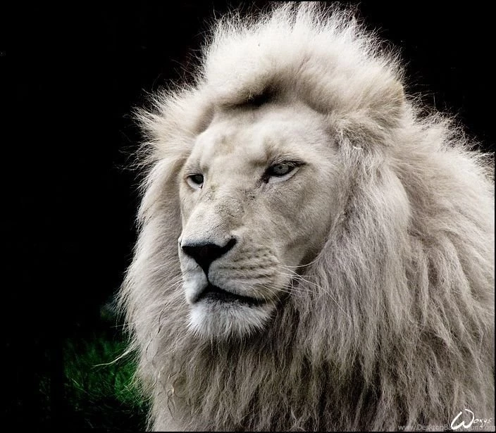 704x615px White Lion 322.87 KB
