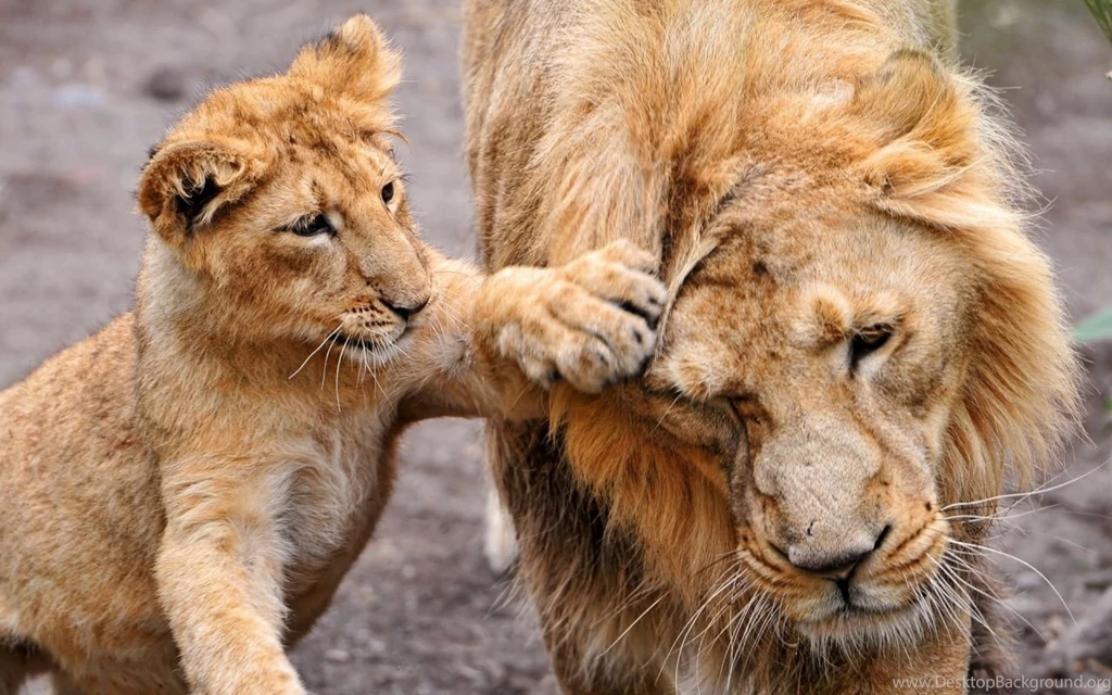 White Lion Wallpapers