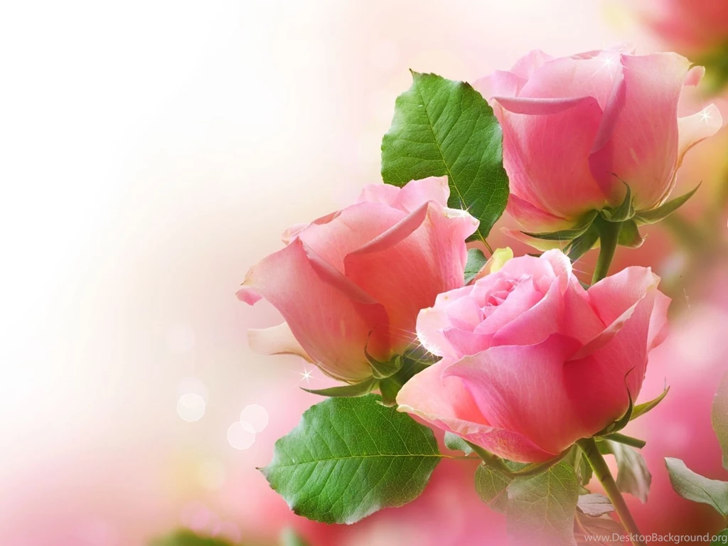 Roses Wallpapers Cool Picture