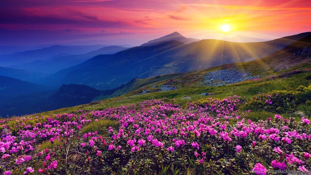 Nature Flower Lock Screen Desktop 1920x1080 Samsung Galaxy S4 ...