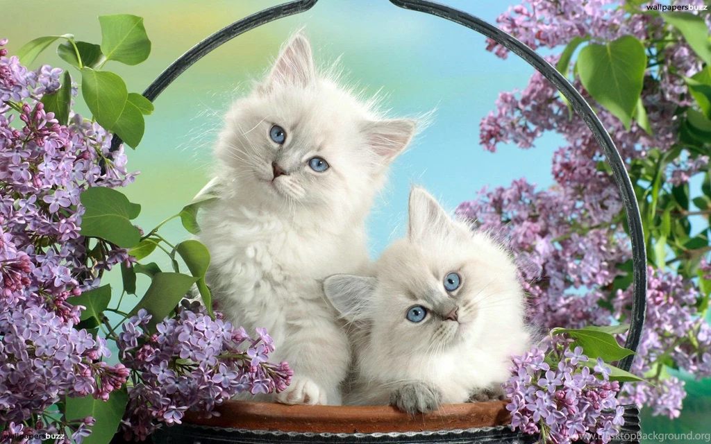 White Tigers Bengal Backgrounds Kittens Animals Wallpapers HD Free ...