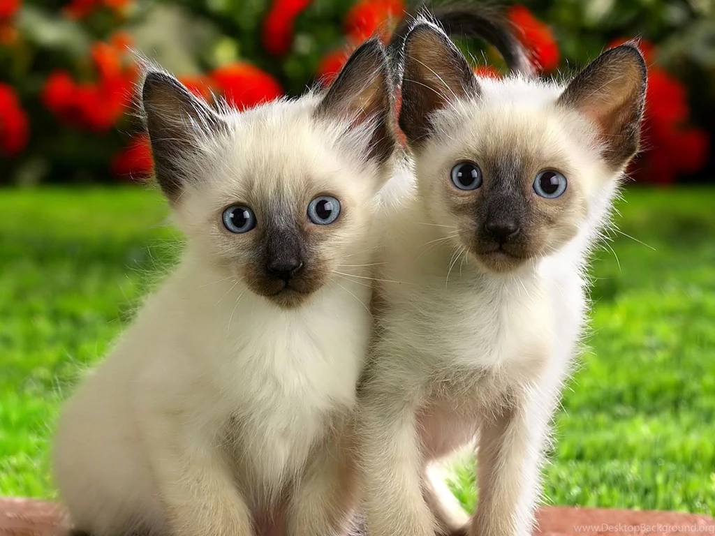 Ragdoll Kitten Wallpapers Jpg PowerballForLife