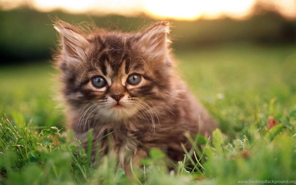 Cute Baby Kittens 8497 Hd Wallpapers PowerballForLife