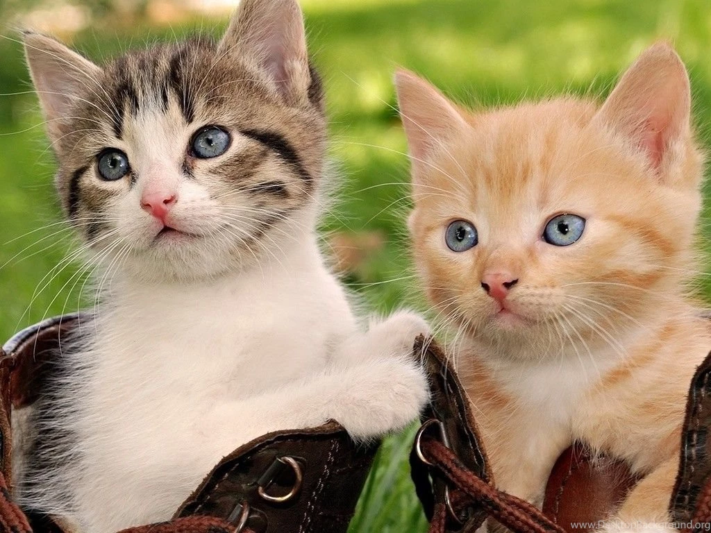 Kittens Garden Animal Grass Cat Feline Kitten Pet Sweet Nastol Ua ...