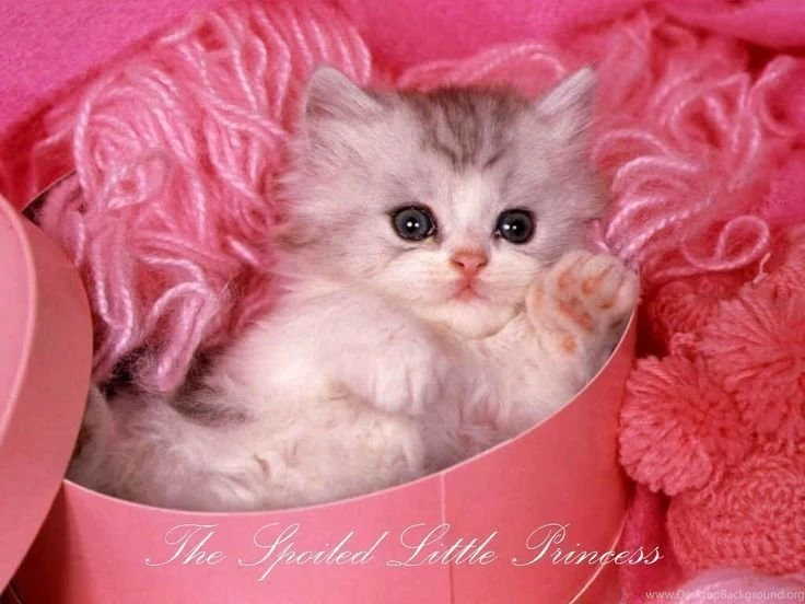 Jessica~ Animals On Pinterest