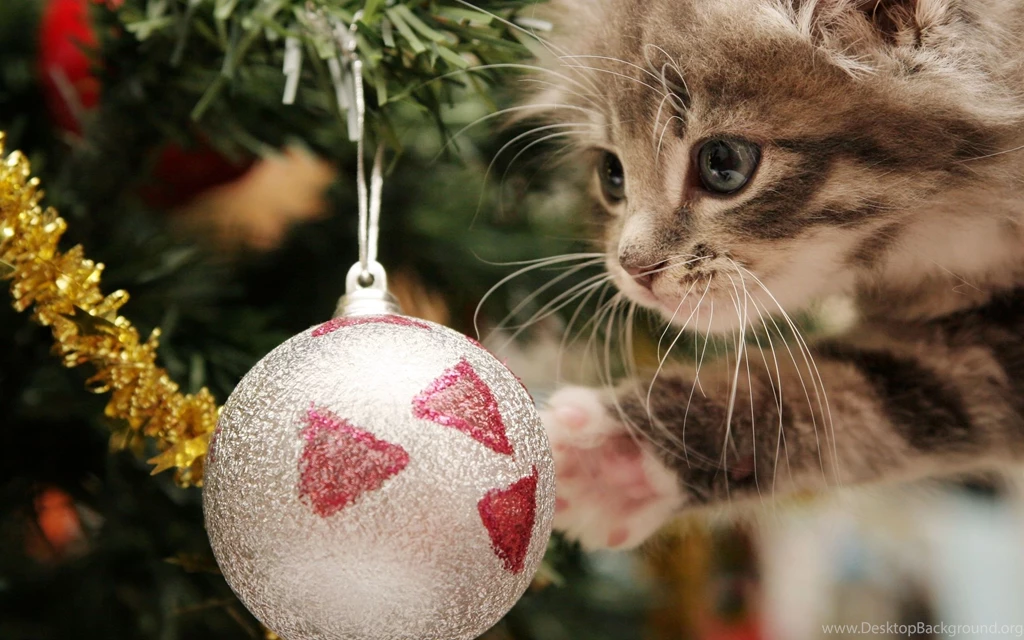 Gallery For   Christmas Kitten Backgrounds