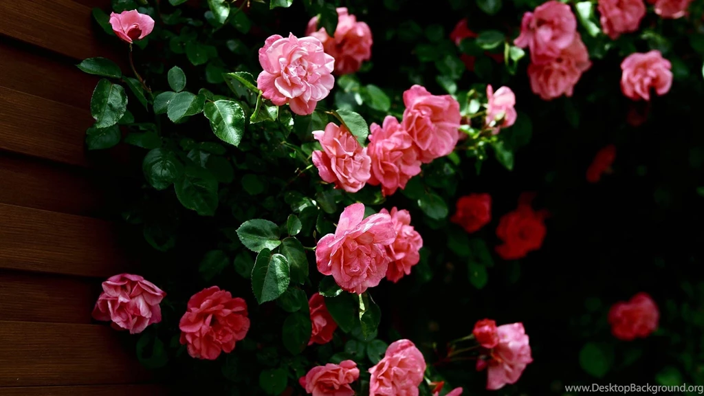 Top Hd Wild Roses Images For Pinterest