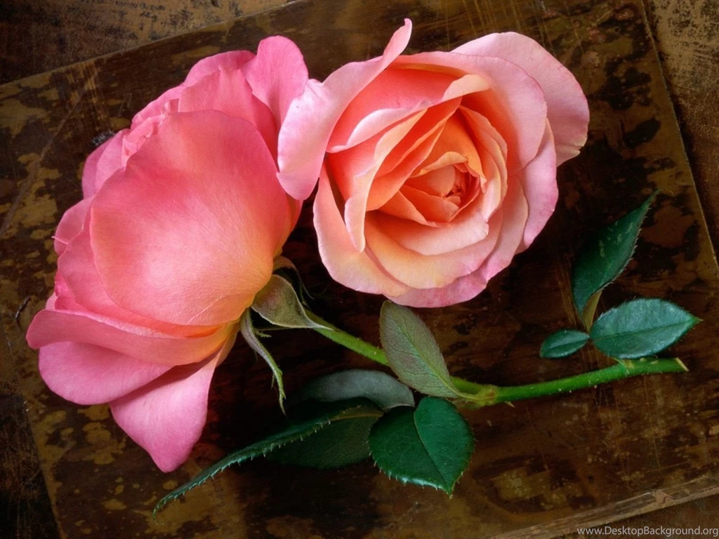 Humor Funny Pics: Rose Wallpapers Desktop