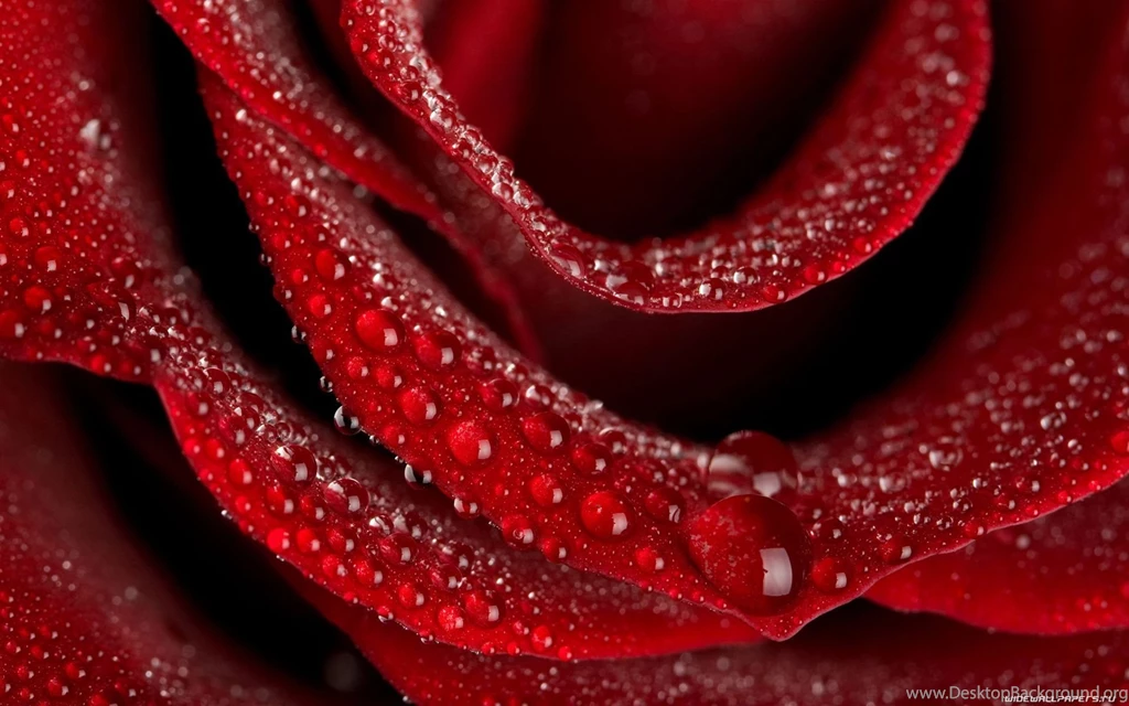 Roses Wallpapers — Free Full HD Wallpaper. Widescreen HQ Desktop ...
