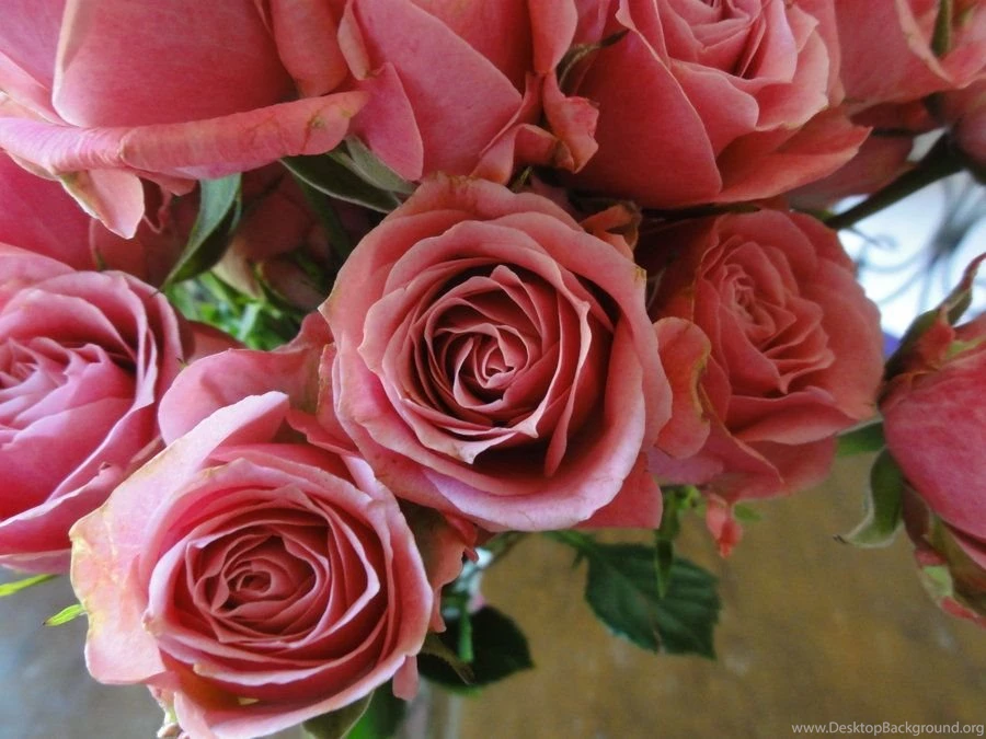 Rose Desktop Backgrounds By DuckSwag99 On DeviantArt