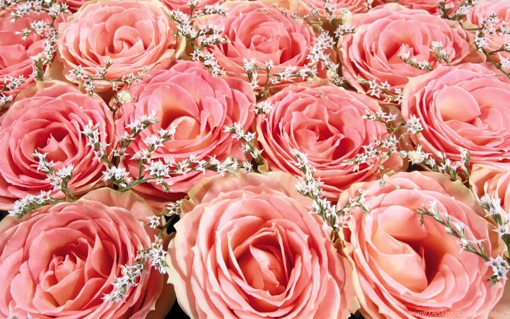 Pale Pink Roses Desktop Wallpapers 1732