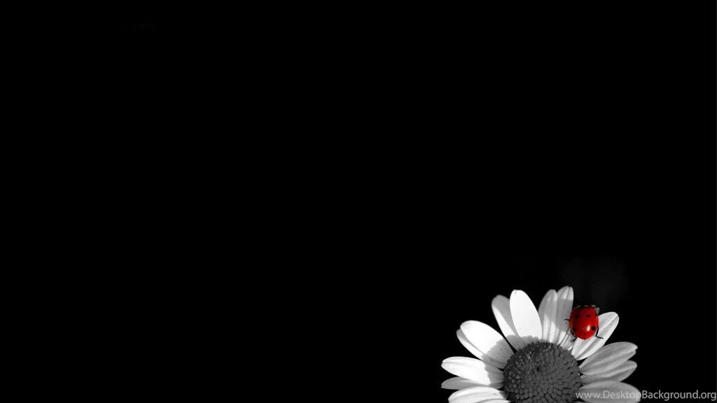 Desktop Wallpapers · Gallery · HD Notebook · Daisy And Ladybug ...