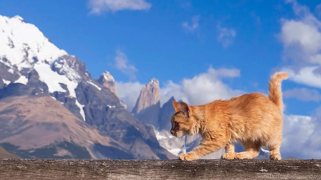 1920x1080 Maine Coon Cat Nature Wallpapers