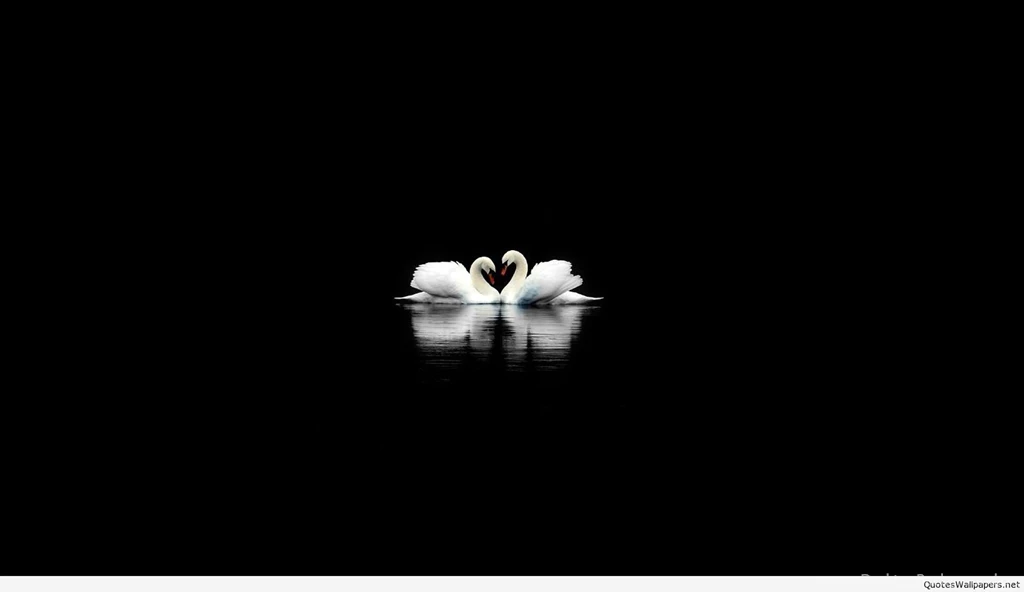 White Swan Black Mac Wallpapers HD 1080p Purity 8891034.jpeg