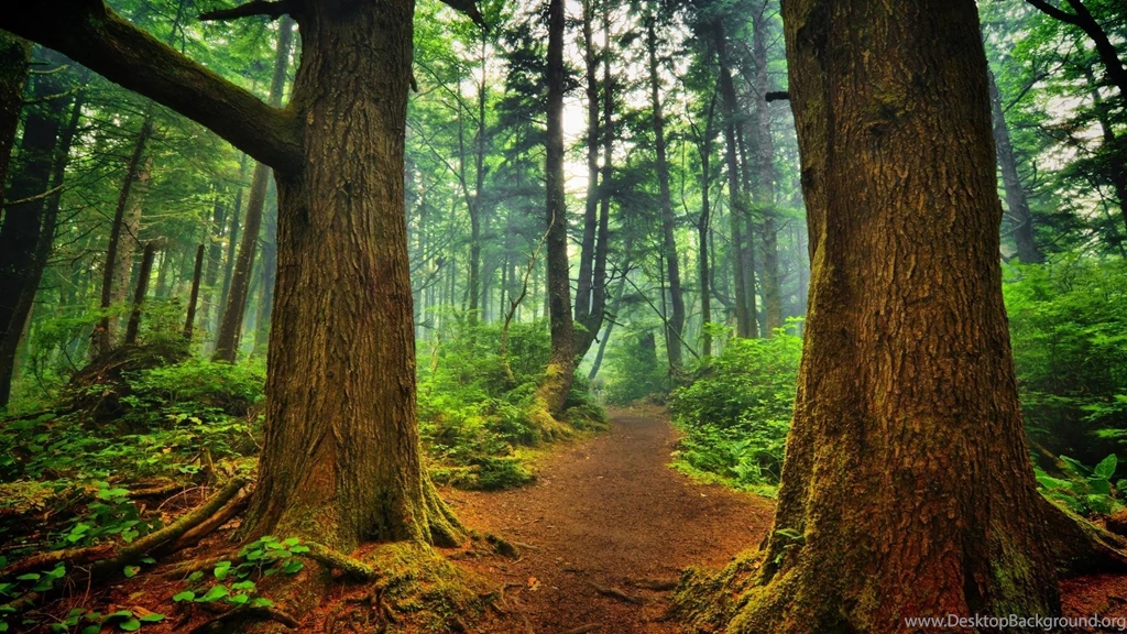 HD Forest Wallpapers