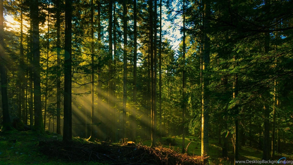 Download Wallpapers Sun Rays In The Forest 1920 X 1080 Hdtv 1080p Images, Photos, Reviews