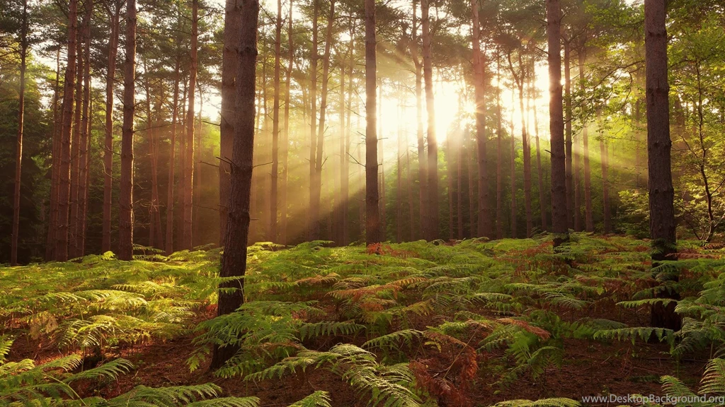 Forest Dawn Hd Wallpapers 2560X1600 Backgrounds Image 1920X1080 ...