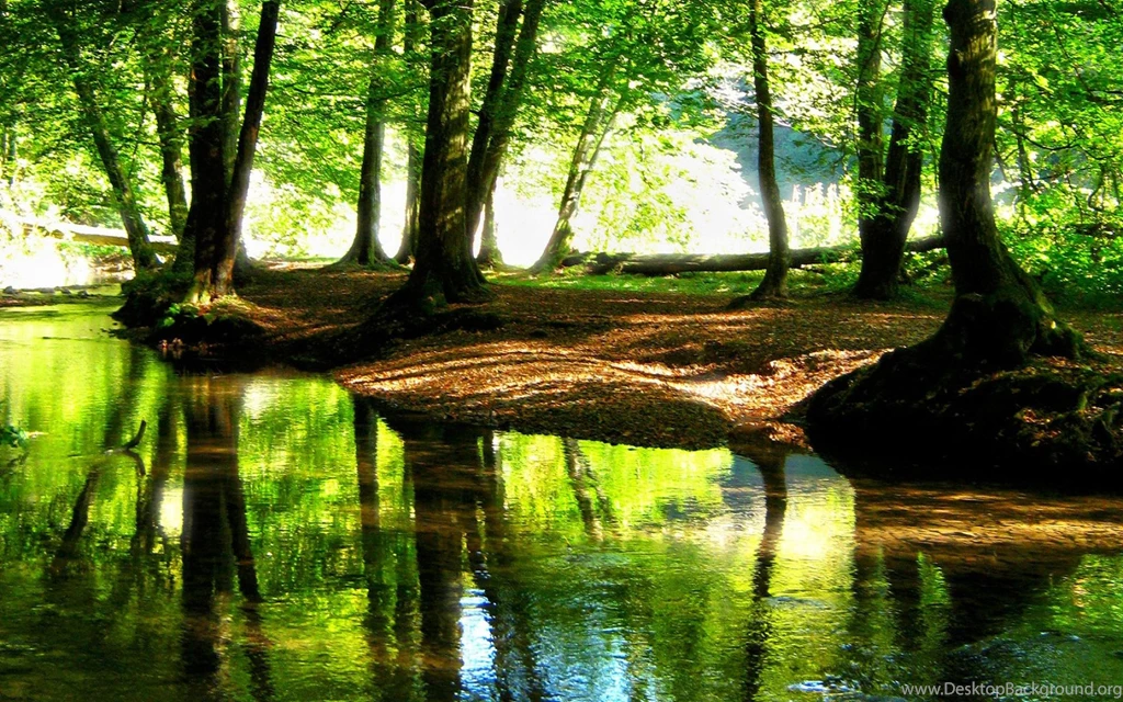 1080p Forest Mountains Flow Long Wallpapers 1920x1200 For 20/21 ...