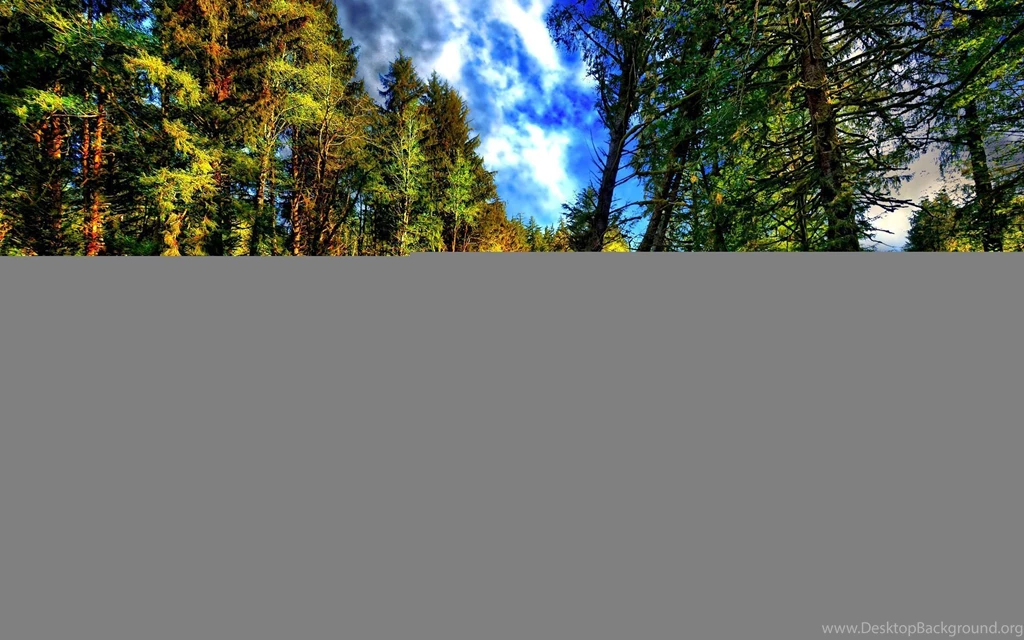 Forest Scene,Plant Trees Hd Wallpapers,Scene Wallpapers
