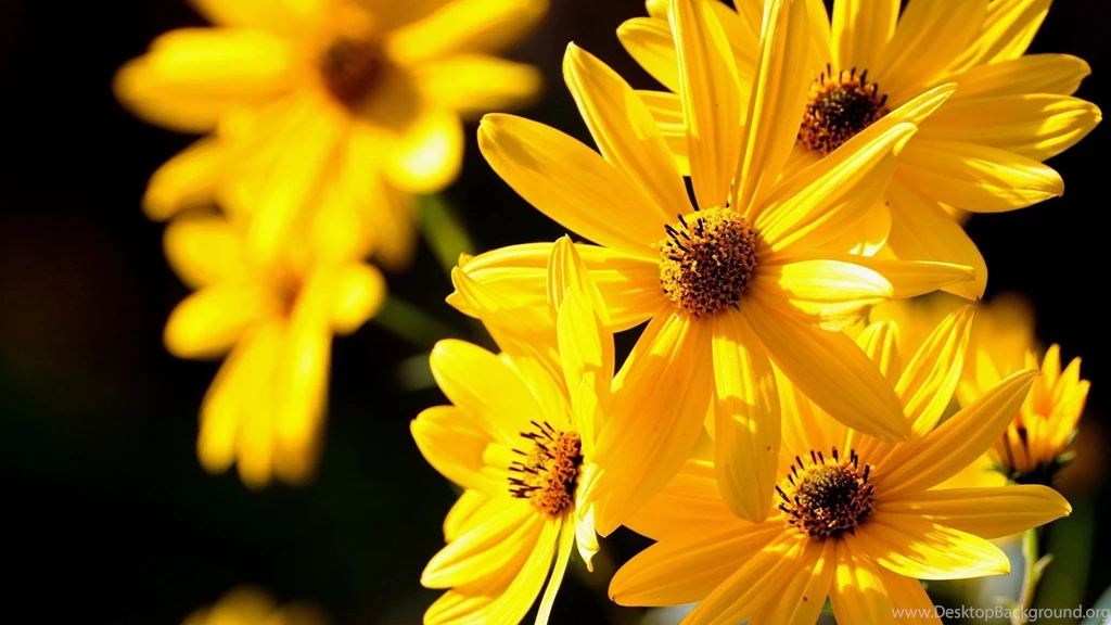 Flowers