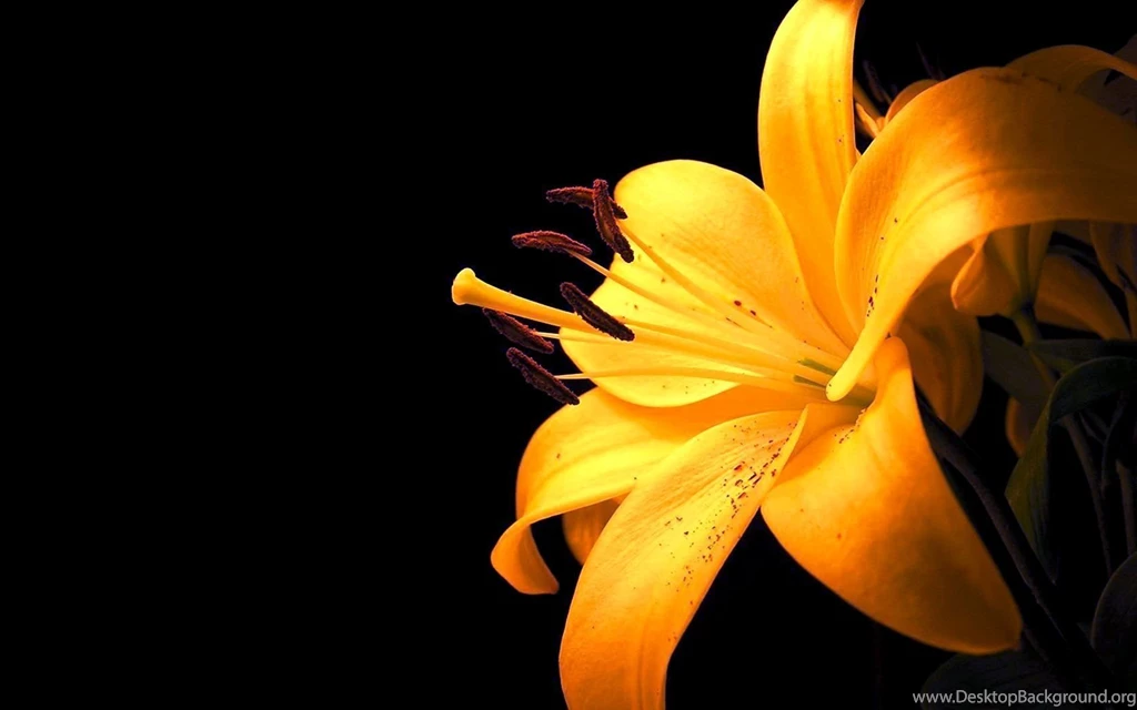 Beautify Your Computer With Desktop Backgrounds Flowers: Beautiful ...