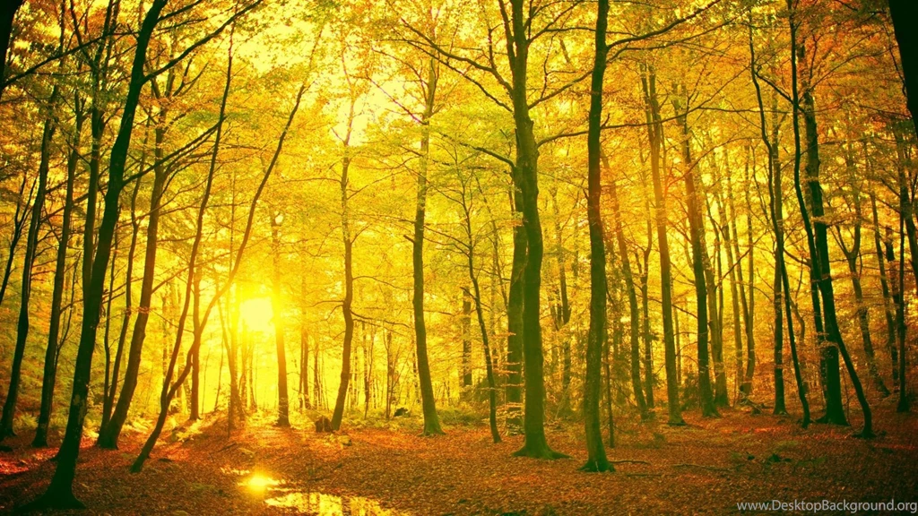 Forest Wallpapers Archives   Free Full Hd Wallpapers For 1080p ...