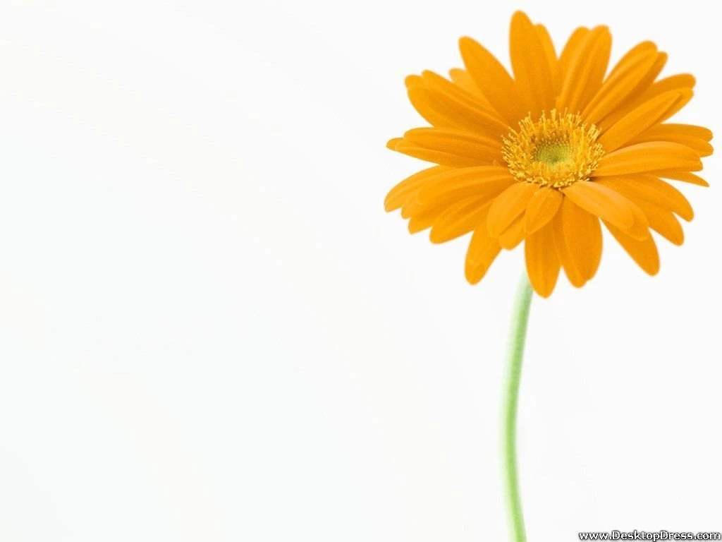 Desktop Wallpapers » Flowers Backgrounds » Yellow Gerbera Daisy ...