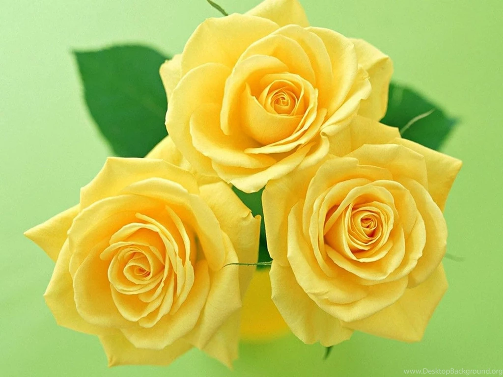 Wallpapers: Yellow Rose Wallpapers