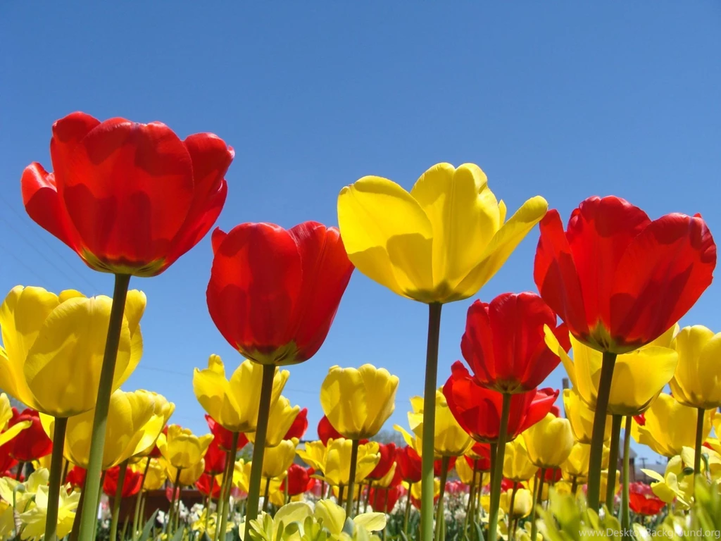 Spring flower garden.jpg