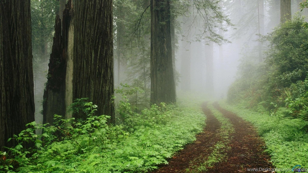 Download Wallpapers Fog In Redwood Forest, California (1920 X 1080 ...