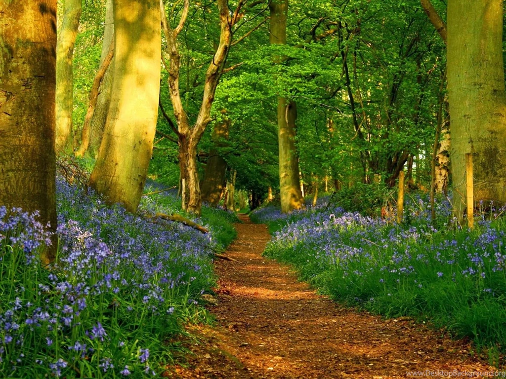 HD Forest Wallpapers