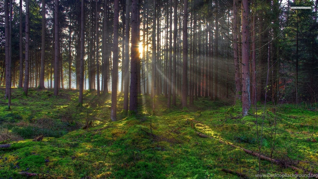 Sunrise In The Moss Covered Forest Wallpapers