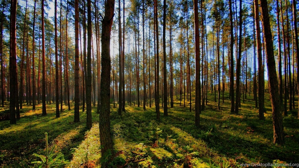 Download Wallpapers 1920x1080 Tree, Light, Shadow, Forest Full HD ...