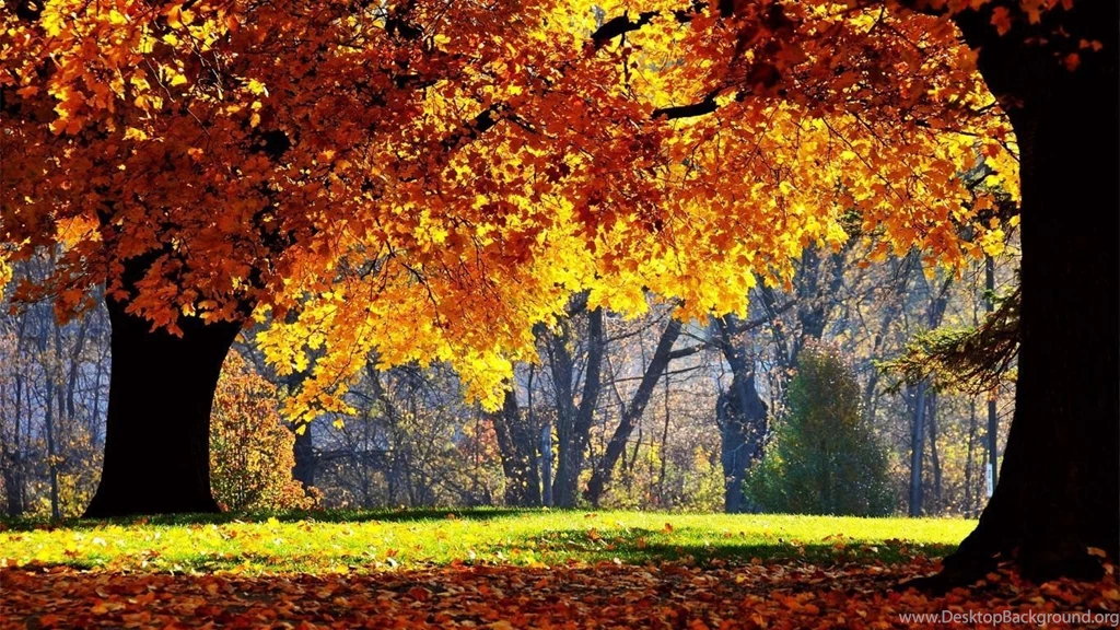 Autumn_wallpapers_25184_1366x768.jpg