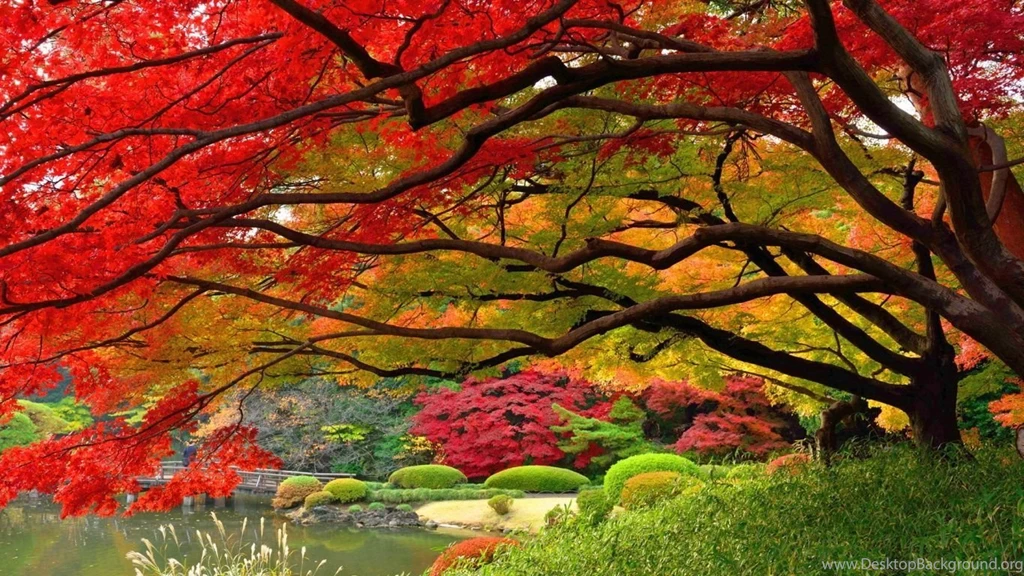1366x768 Japanese Garen Autumn Wallpapers