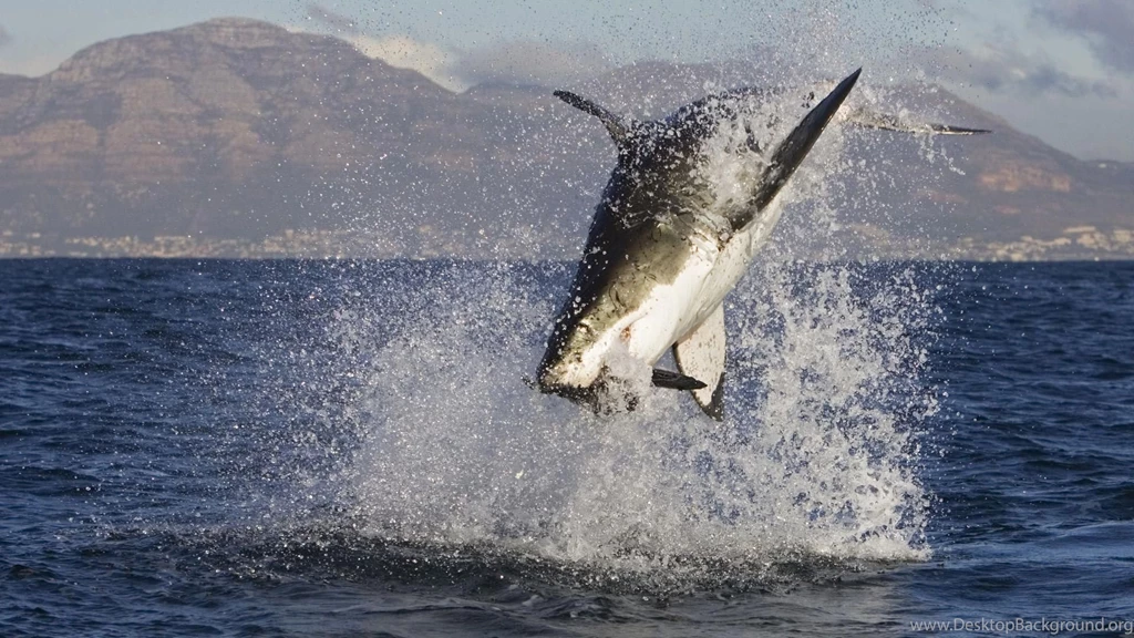 Cool ocean animal wallpapers ocean animals animals 27960382 1920 1080.jpg