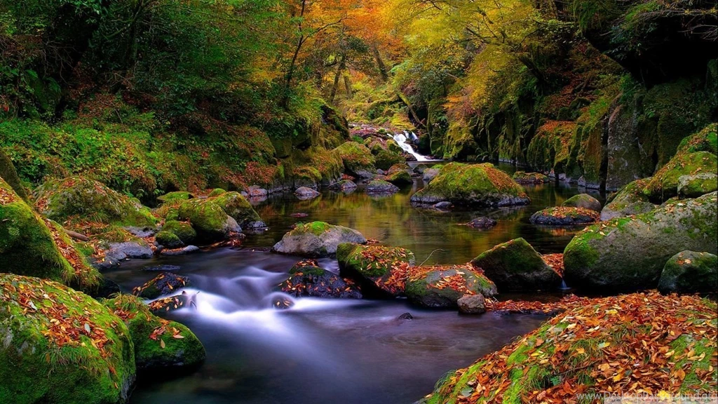 Forest Creek, Autumn HD Desktop Wallpapers : High Definition ...